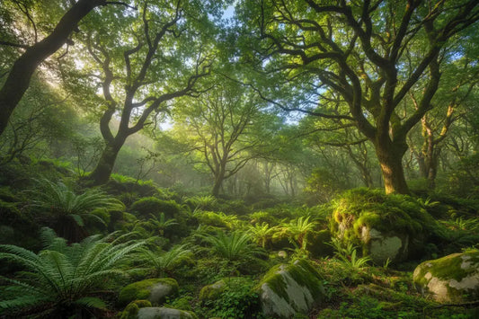 Why Nature Creates Calm in the Classroom: The Science Behind Natural Learning Environments Innerpeaceful One
